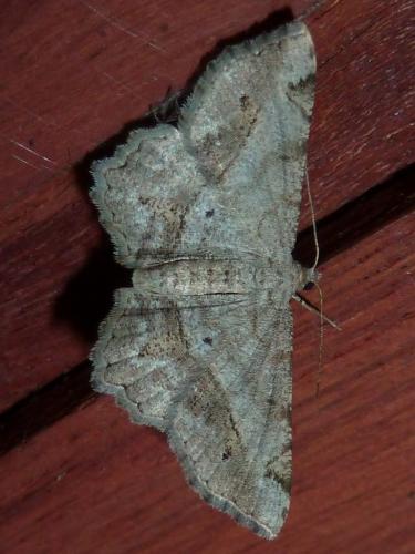 Réf. 212 975 : Chiasmia aestimaria